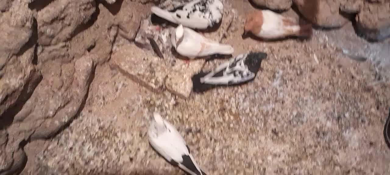 کبوتردمی وسینه ای وشونی|پرنده|بیرانوند, |دیوار