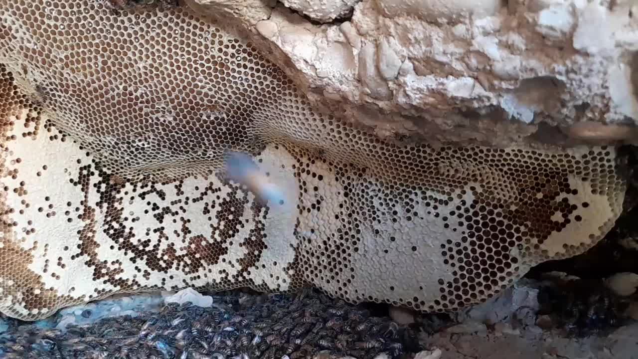 عسل طبیعی|عمده‌فروشی|بوشکان, |دیوار