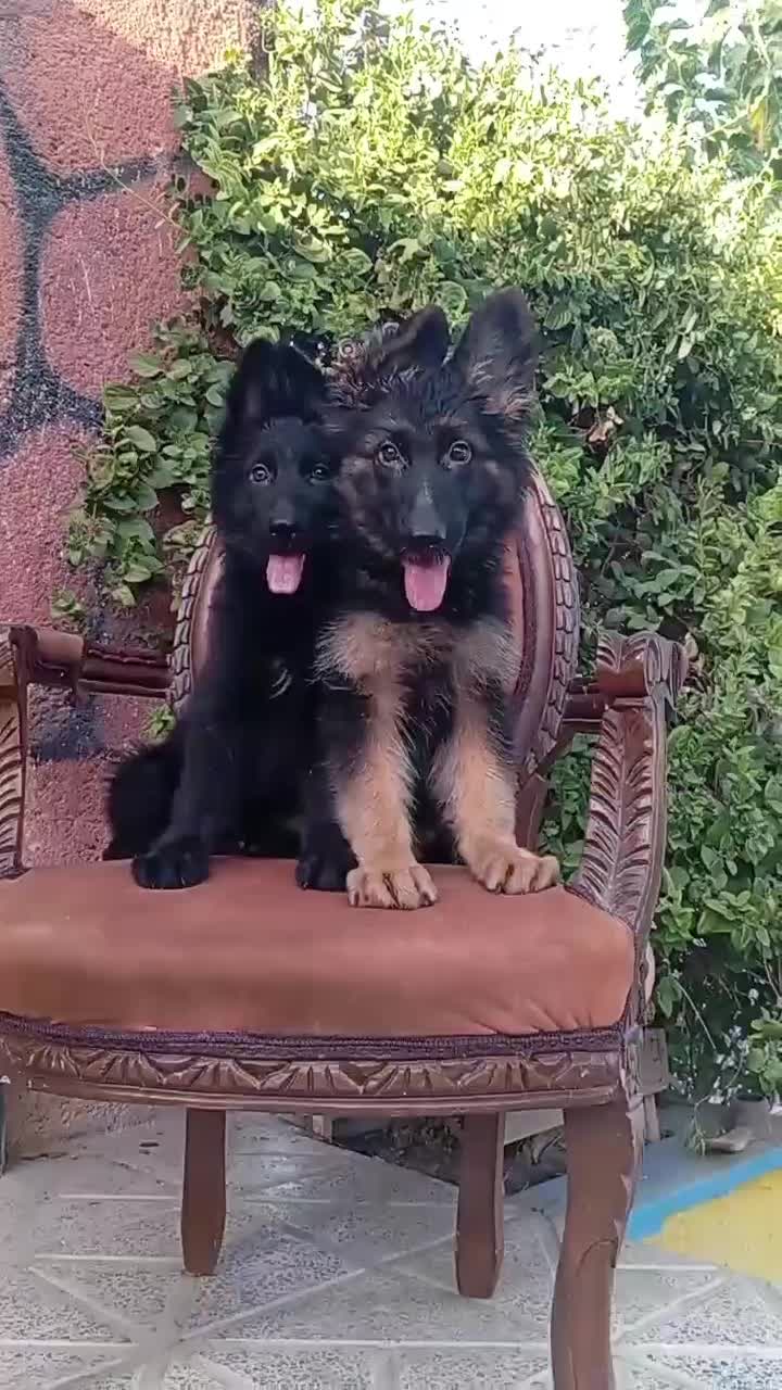 ژرمن بلک BLAK توله میکروچیپ دار|سگ|تهران, پیکان شهر|دیوار