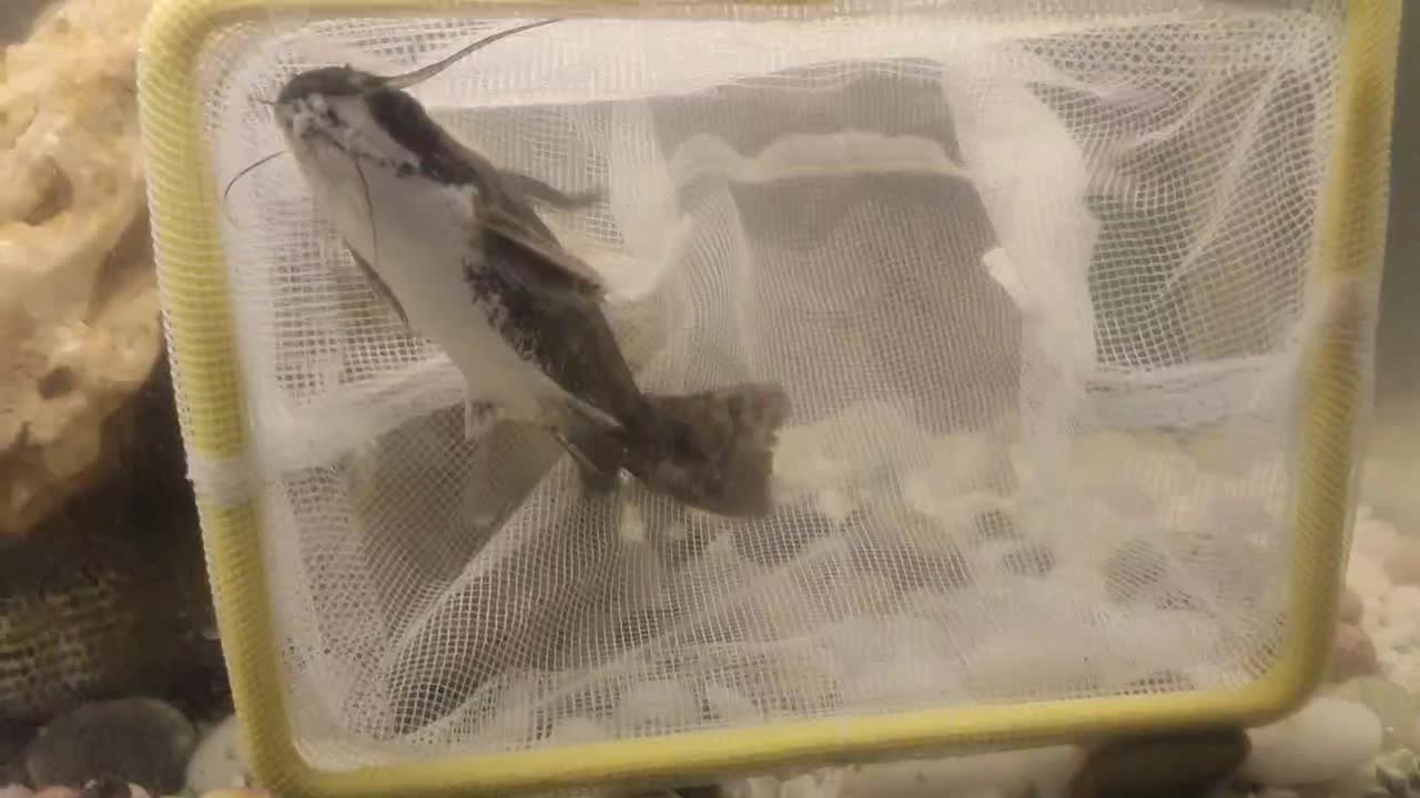 پنگوسی گوشتخوار کلمبیایی|ماهی|مشهد, گلبرگ شمالی|دیوار