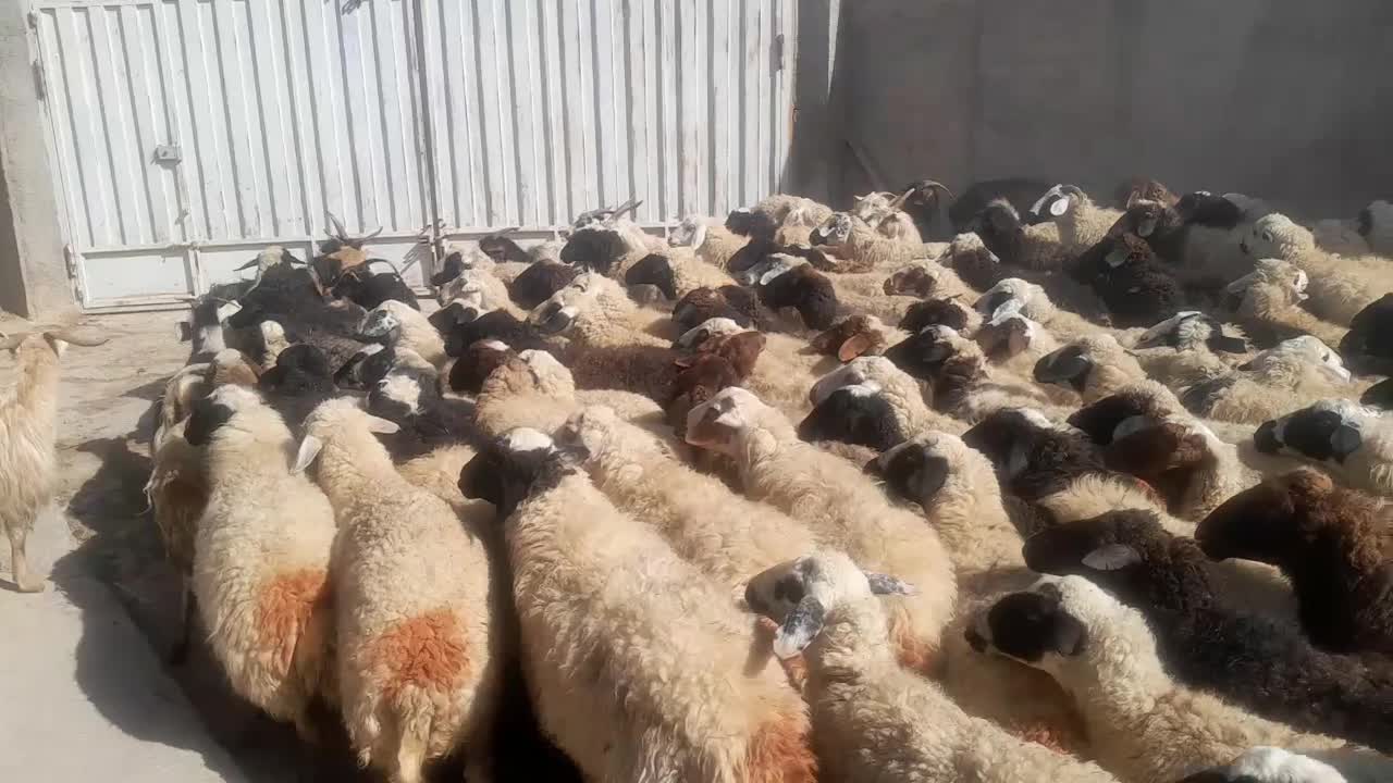 ۱۷۰ راس میش داشتی یه دست یه گله جون|حیوانات مزرعه|خمین, |دیوار