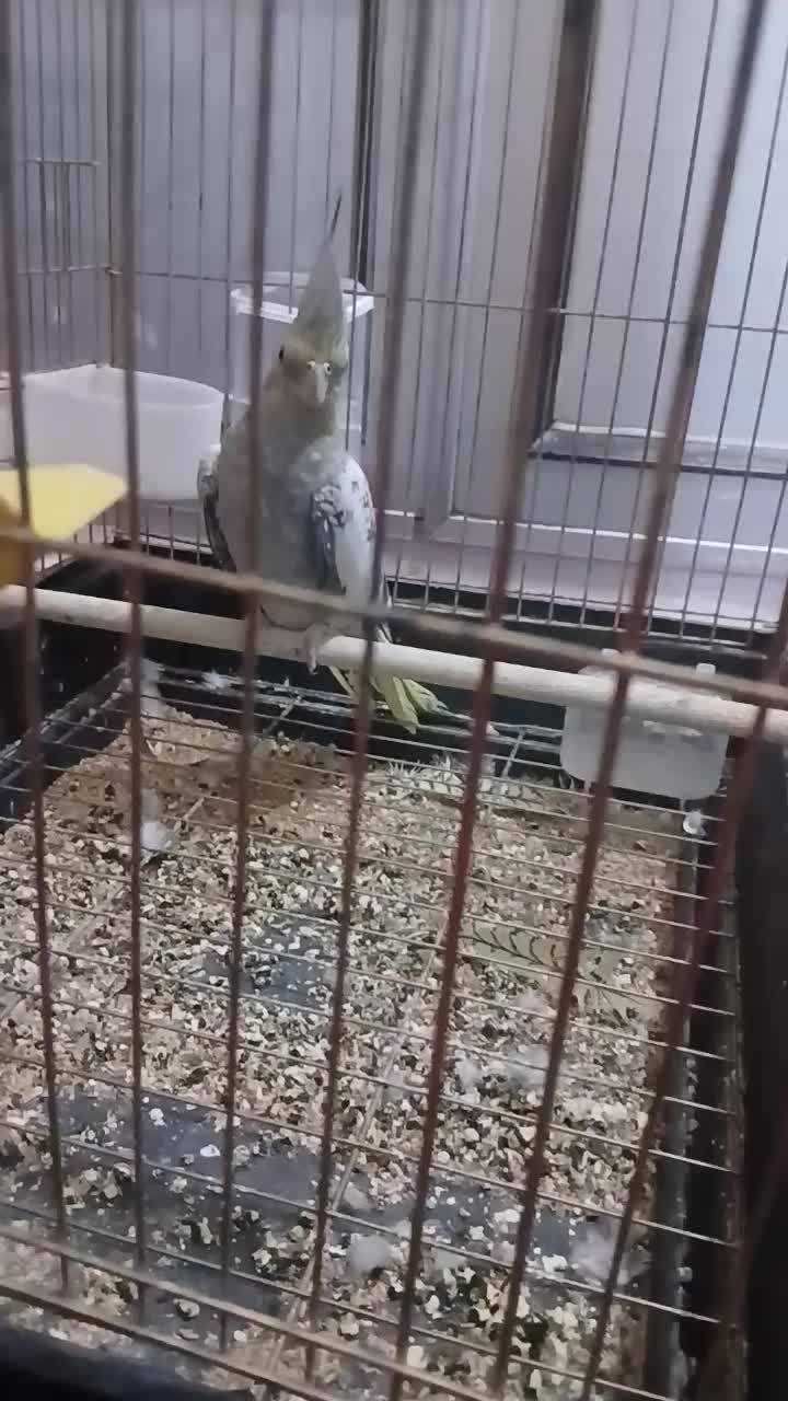 عروس هلندی|پرنده|اردبیل, |دیوار