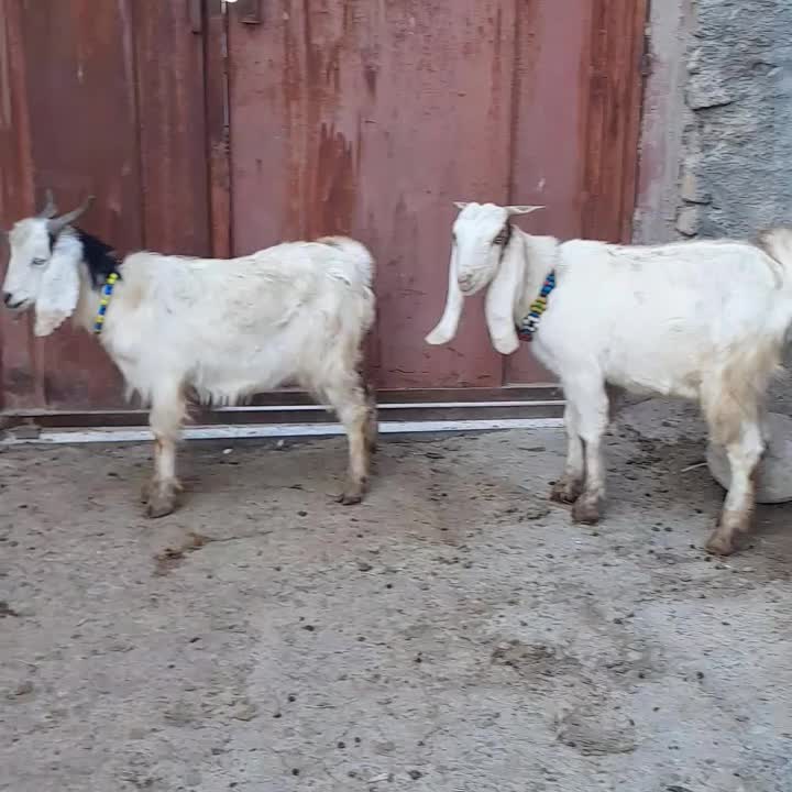 دوتا چپش یکی نر و یکی ماده|حیوانات مزرعه|بروجرد, |دیوار