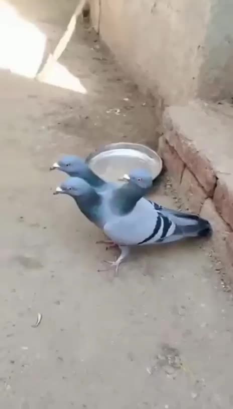 طوقی|حیوانات|مسجد سلیمان, |دیوار