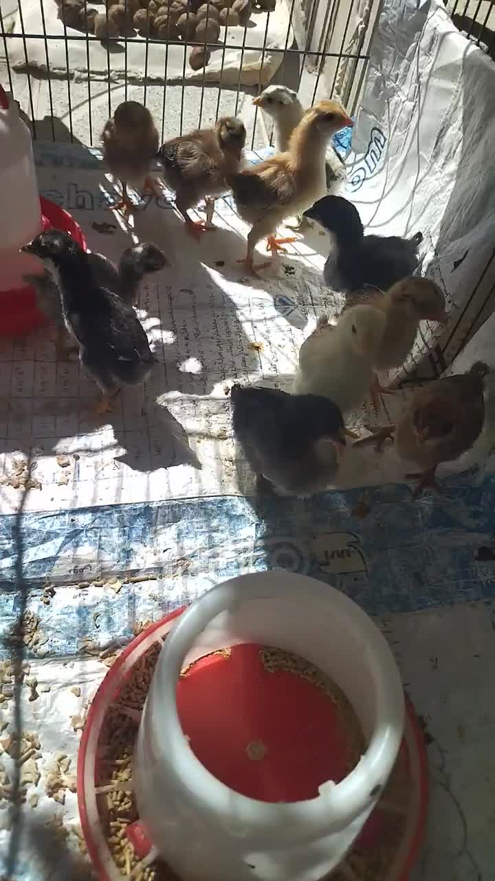 جوجه مرغ محلی و اجاره دستگاه جوجه کشی|حیوانات مزرعه|یاسوج, |دیوار