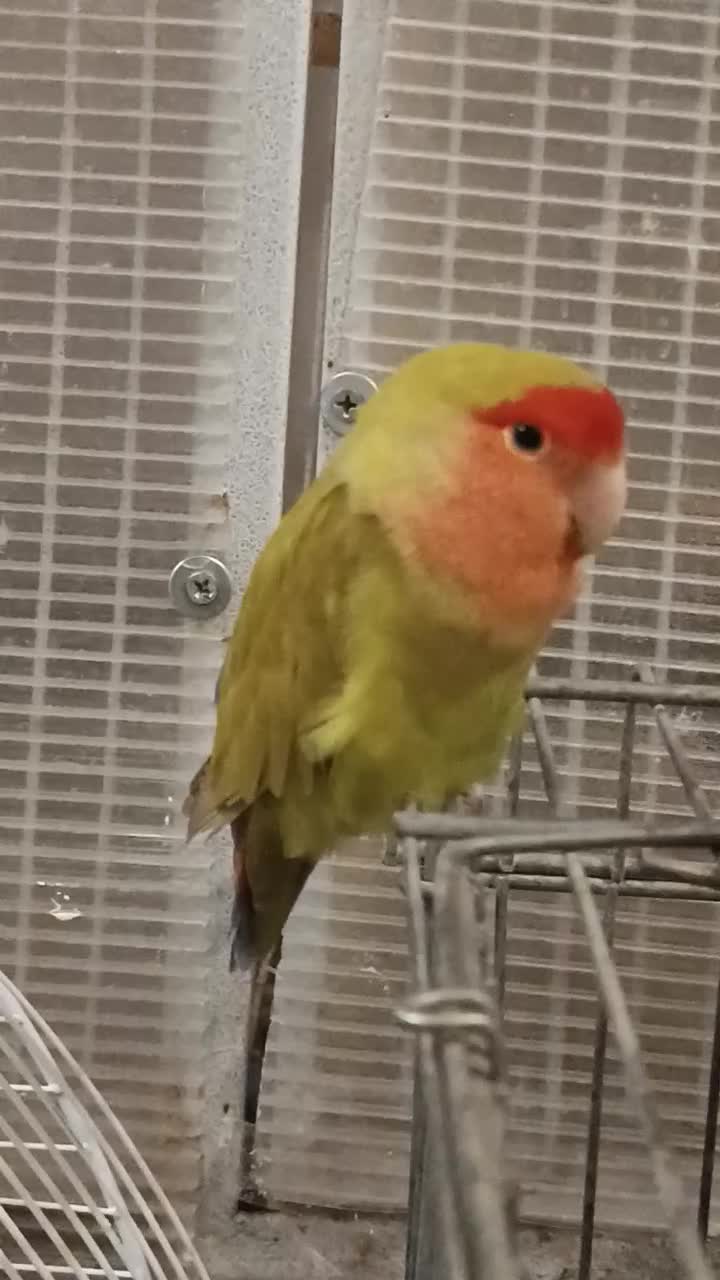 طوطی برزیلی ماده|پرنده|تهران, جوادیه تهرانپارس|دیوار