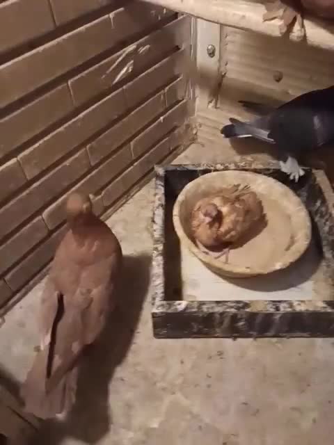 کبوتر چشم تلسکوپی|پرنده|تهران, مشیریه|دیوار