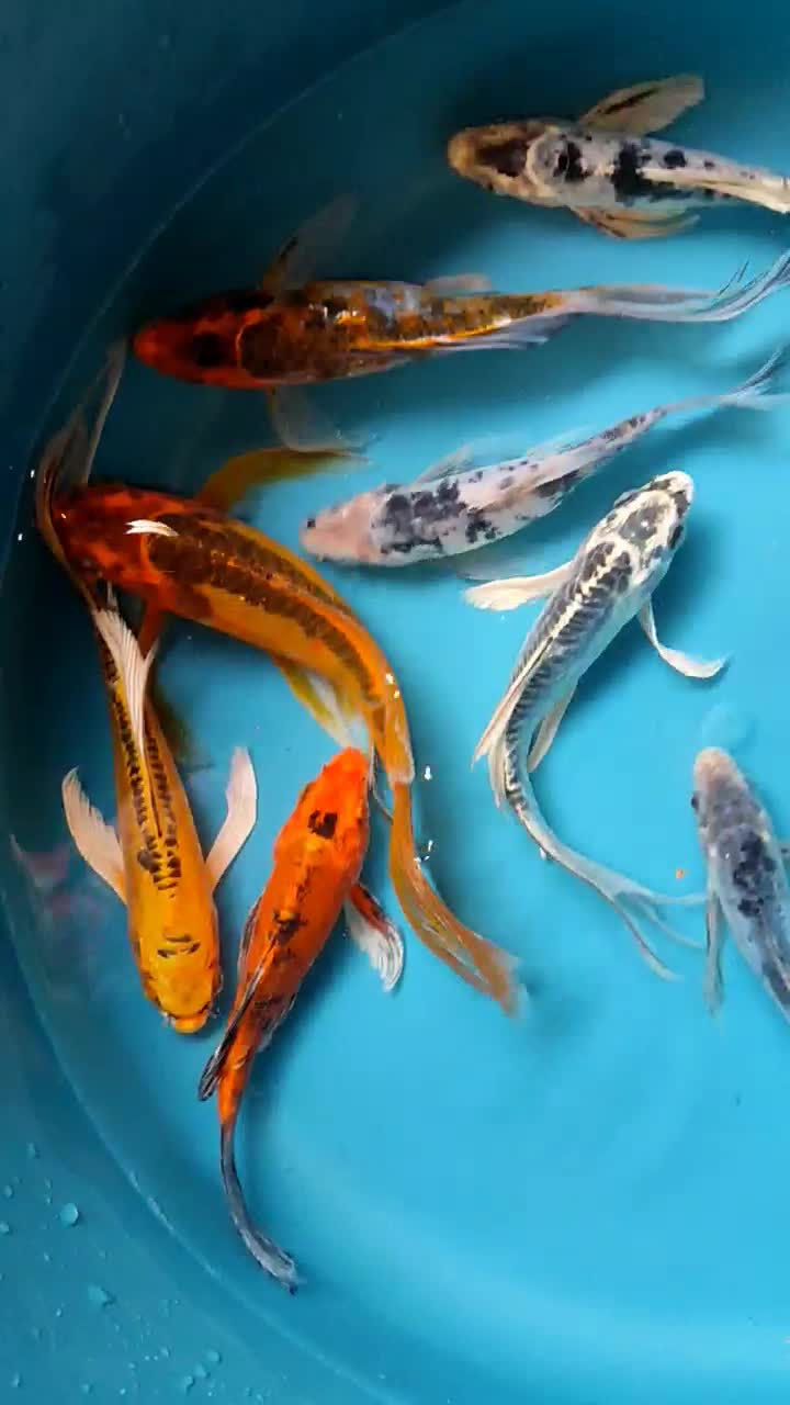 9عدد ماهی کوی سوپر باله|ماهی|خمینیشهر, |دیوار