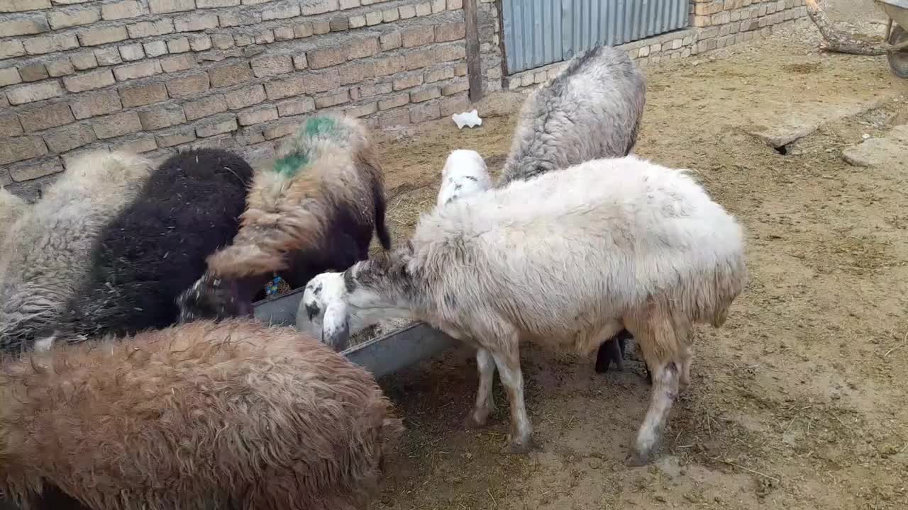 ۱۰راس میش بره|حیوانات مزرعه|بروجرد, |دیوار