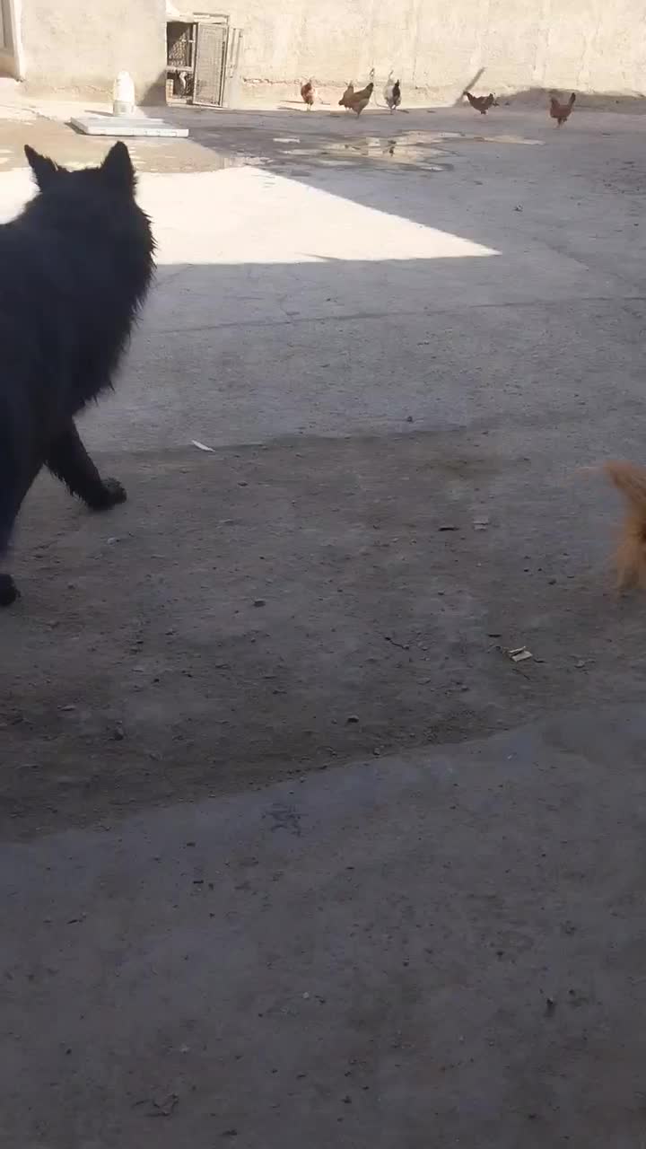 واگذاری سگ ژرمن شپرد بلک|سگ|باقرشهر, |دیوار