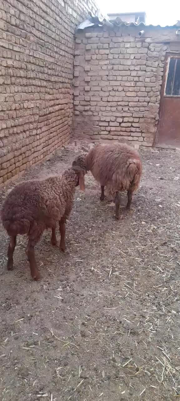 دوتا بره یکی نر یکی ماده|حیوانات مزرعه|فریمان, |دیوار