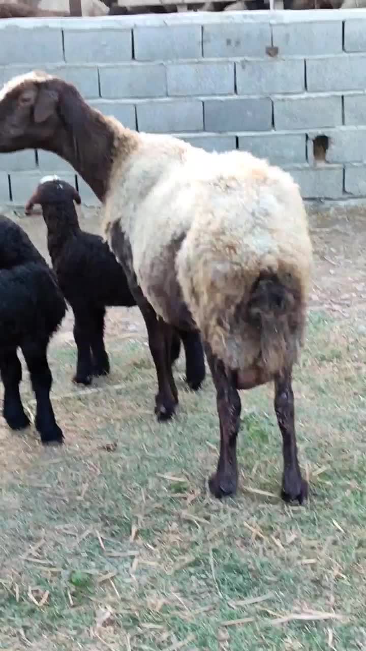 1راس گوسفند پهلوان با دوتا بره|حیوانات مزرعه|بندر ترکمن, |دیوار