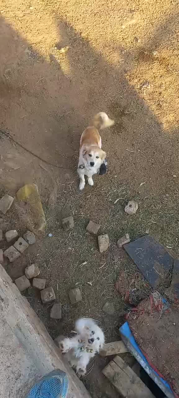 جفت نروماده|پرنده|فیروزه, |دیوار