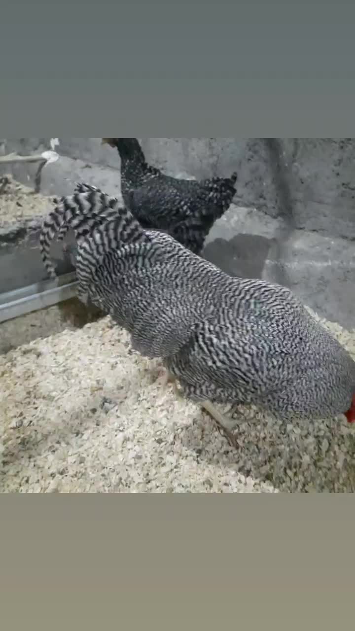 تخم نطفه دار.جوجه.نیمچه.مرغ و خروس آمروک.ویاندت|حیوانات مزرعه|قزوین, |دیوار