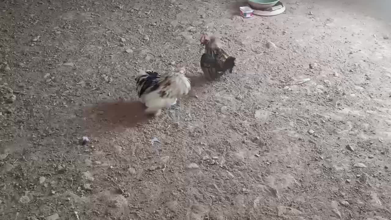 گوشی‌هاوکوشین|موبایل|اردکان, |دیوار