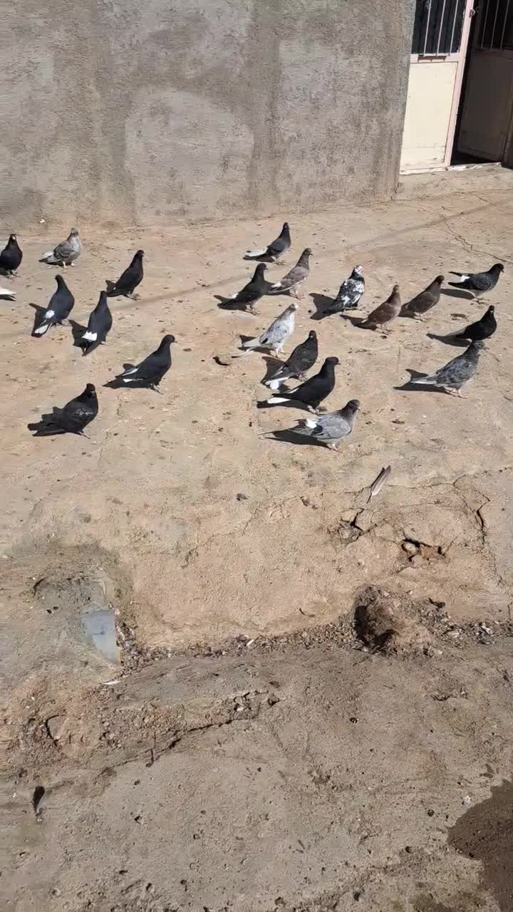 کفتر ۴۰|پرنده|شراء, |دیوار