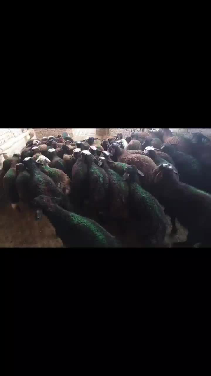 بره نر سبک مخصوص مال شناس ها|حیوانات مزرعه|نیشابور, شهرک فیروزه|دیوار