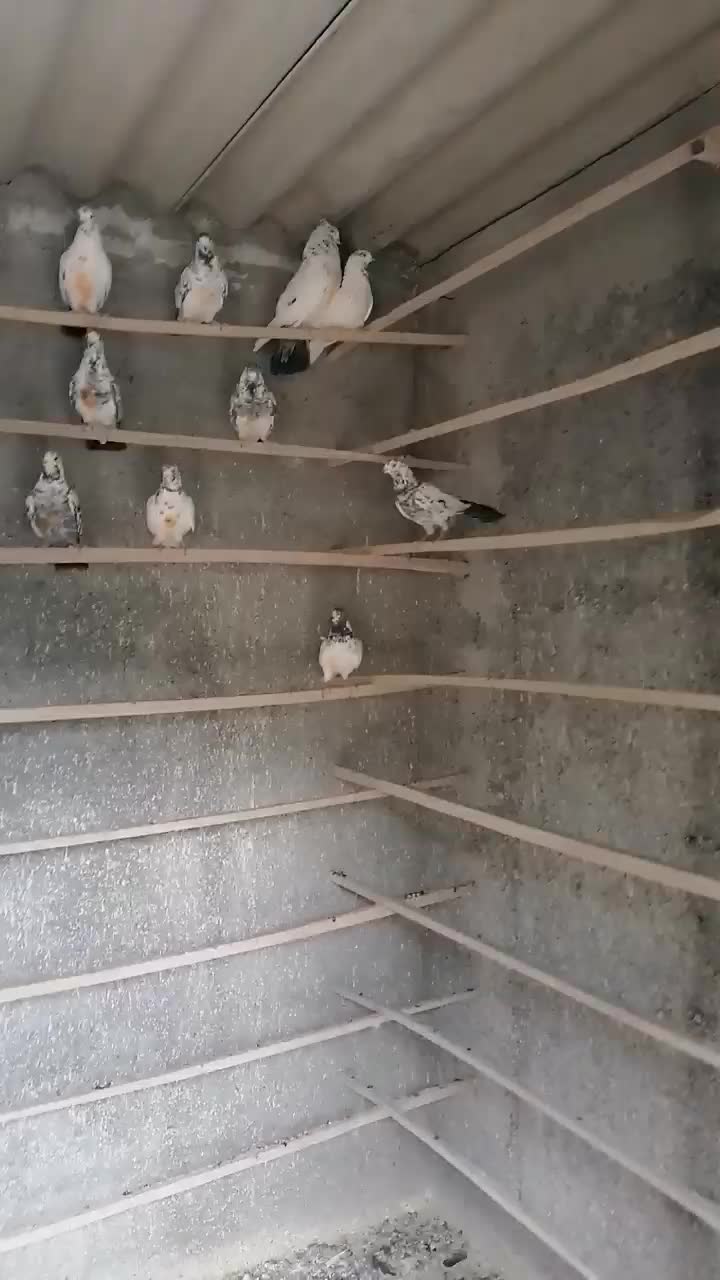 فروشی|پرنده|آران و بیدگل, |دیوار