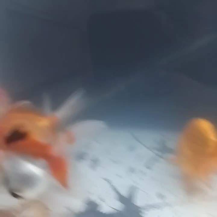 گلدفیش گریدAA|ماهی|قم, علی آباد سعدگان|دیوار