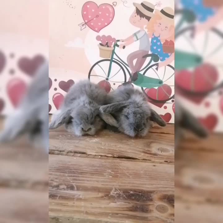 لوپ|موش و خرگوش|کرج, کوی امامیه|دیوار