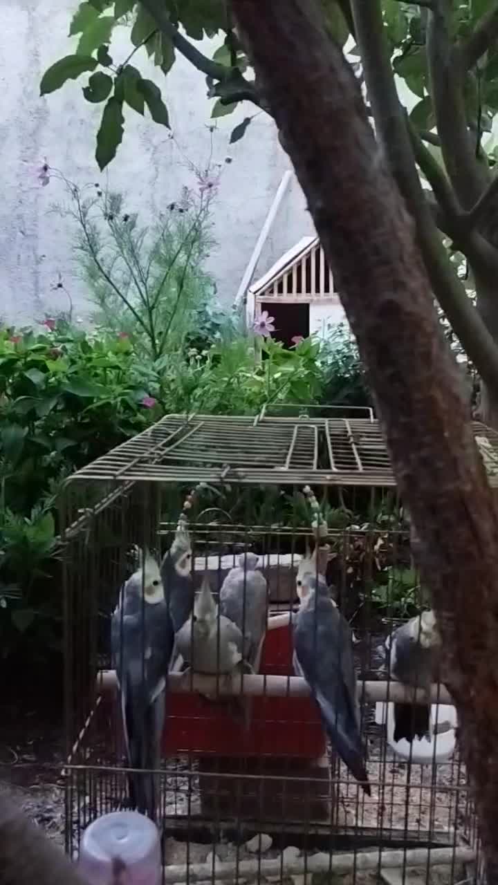 عروس هلندی|پرنده|خسروشاه, |دیوار