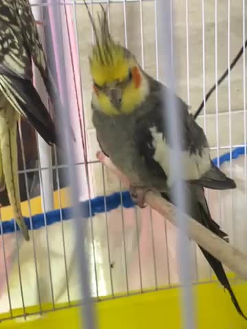 عروس هلندی|پرنده|رشت, حمیدیان|دیوار