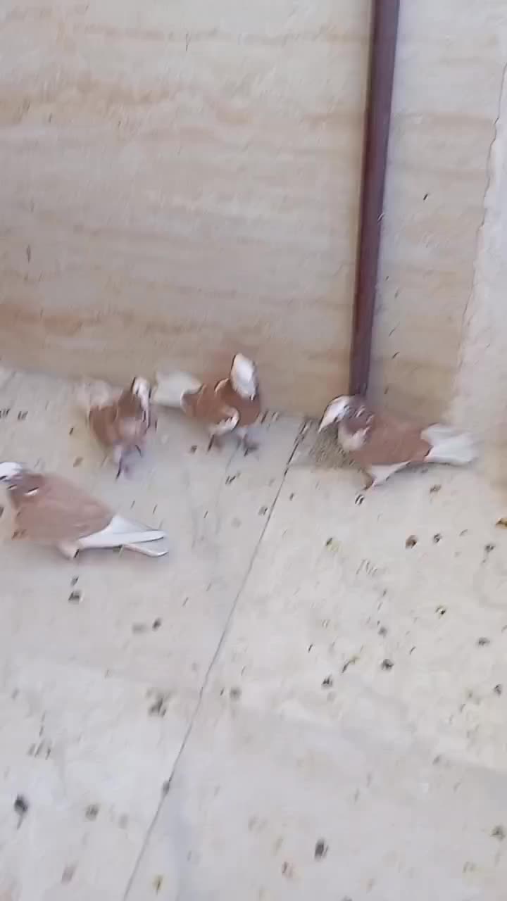 کبوتر شازده چهار جفت فروشی|پرنده|نورآباد, |دیوار