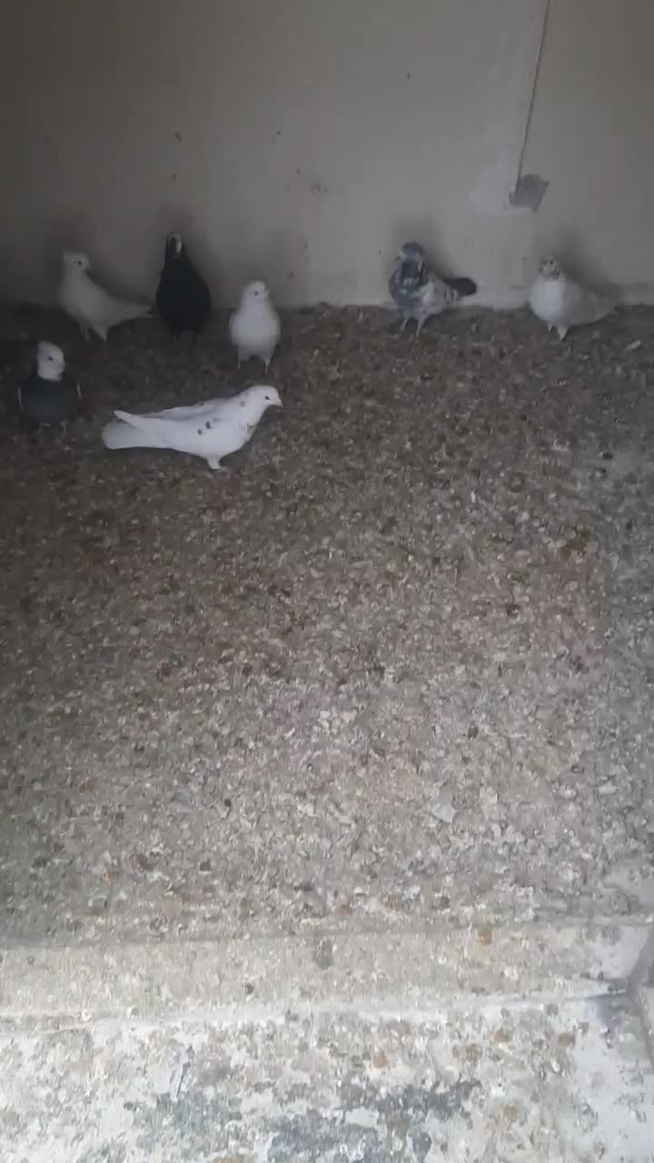 کفتر|پرنده|فشاپویه, |دیوار