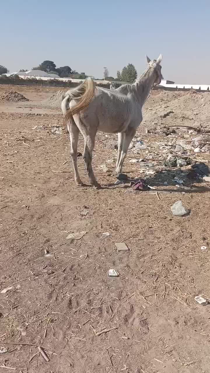 اسب مادیان|اسب و تجهیزات اسبسواری|کرج, کیانمهر|دیوار