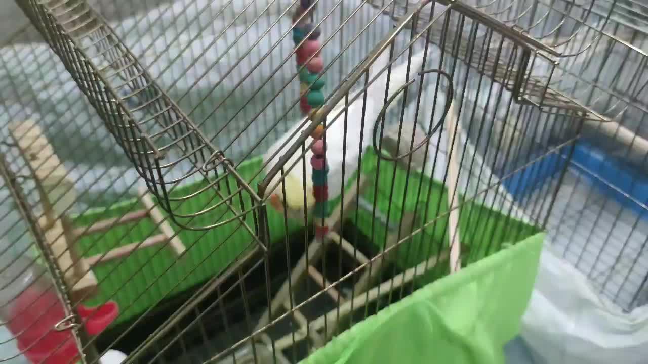 عروس هلندی ماده لوتینو|پرنده|تهران, وصفنارد|دیوار