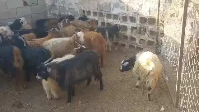 کره محلی همه نر|حیوانات مزرعه|راور, |دیوار