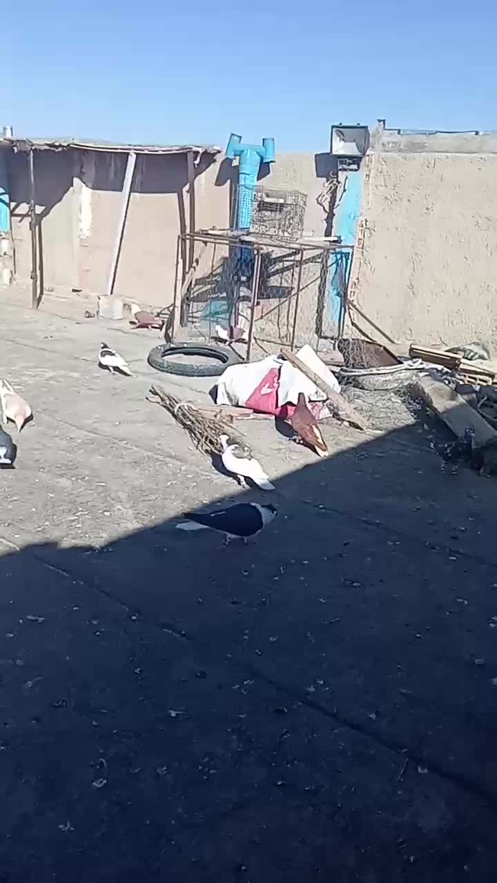 ساده نر|پرنده|شیروان (خراسان), |دیوار