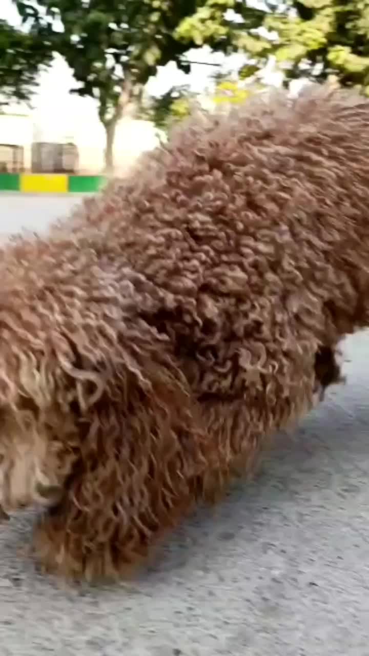 پودل توی نر رد فوق کیفیت|سگ|تهران, الهیه|دیوار