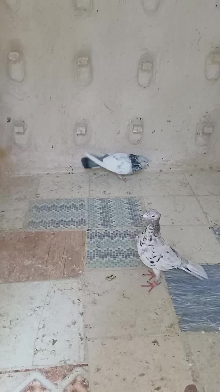 کبوتر سینه سبز.سینه ابی|پرنده|شیراز, کوشک میدان|دیوار