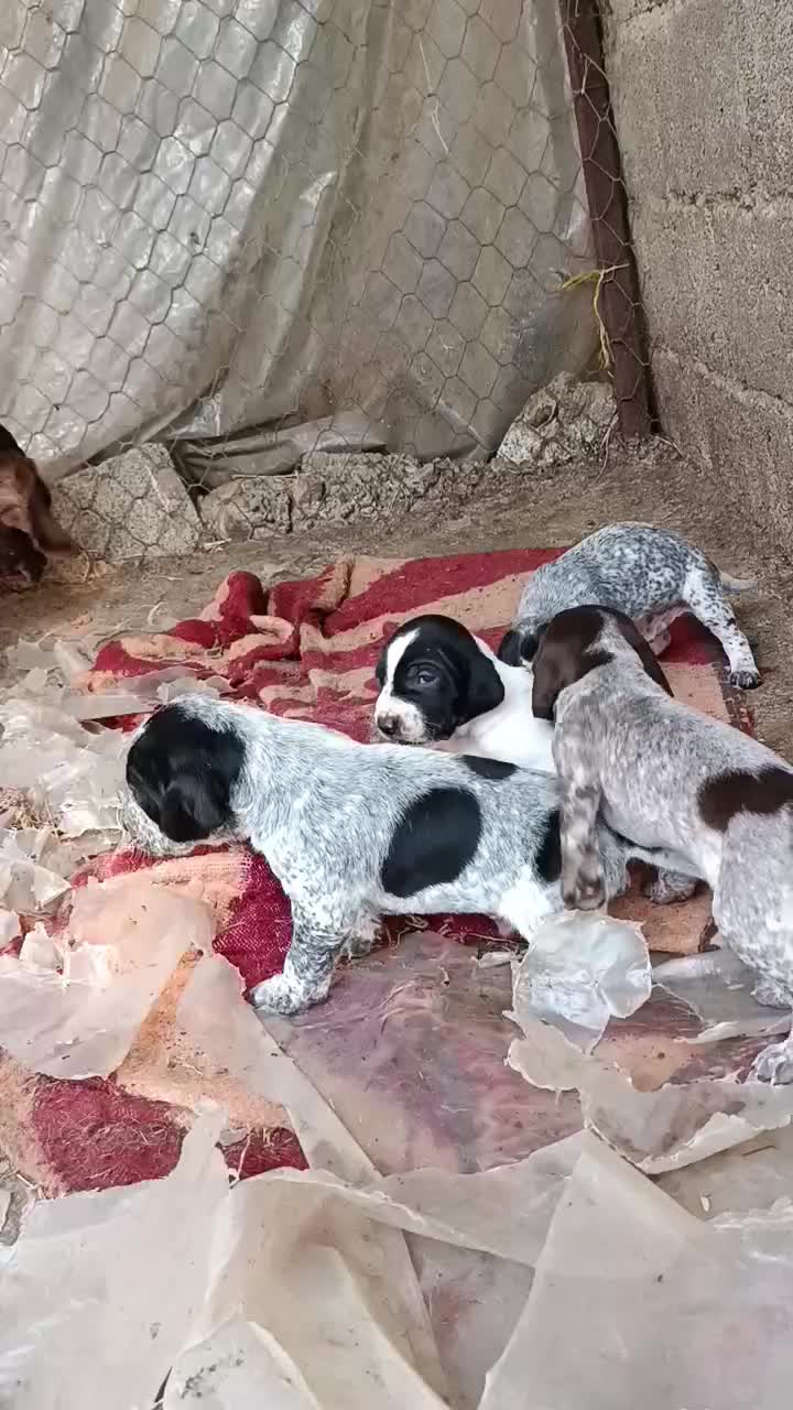 توله شکاری|سگ|چابکسر, |دیوار