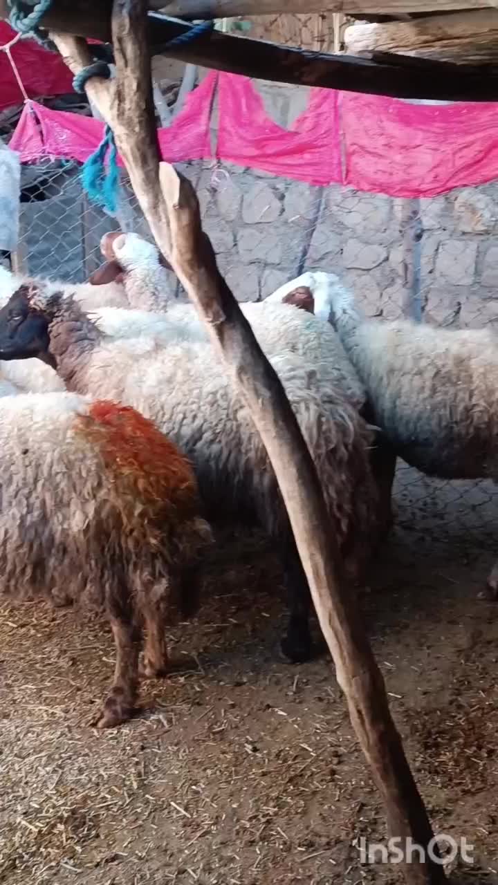 8میش جوان وآبستن|حیوانات مزرعه|سیوان, |دیوار