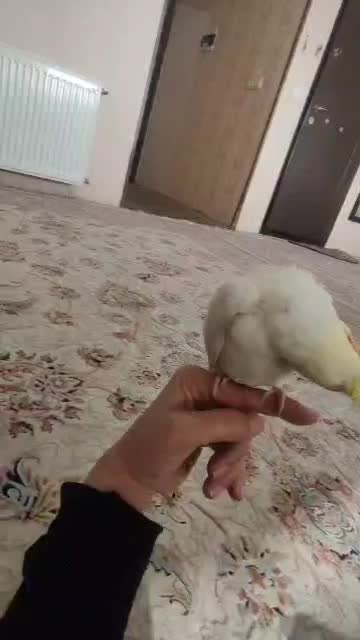 فروش جوجه عروس هلندی|پرنده|شاندیز, |دیوار