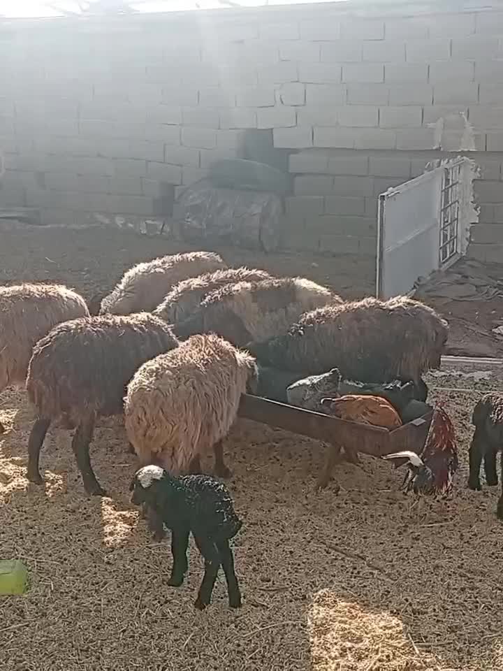 میش بره دار|حیوانات مزرعه|فسا, |دیوار