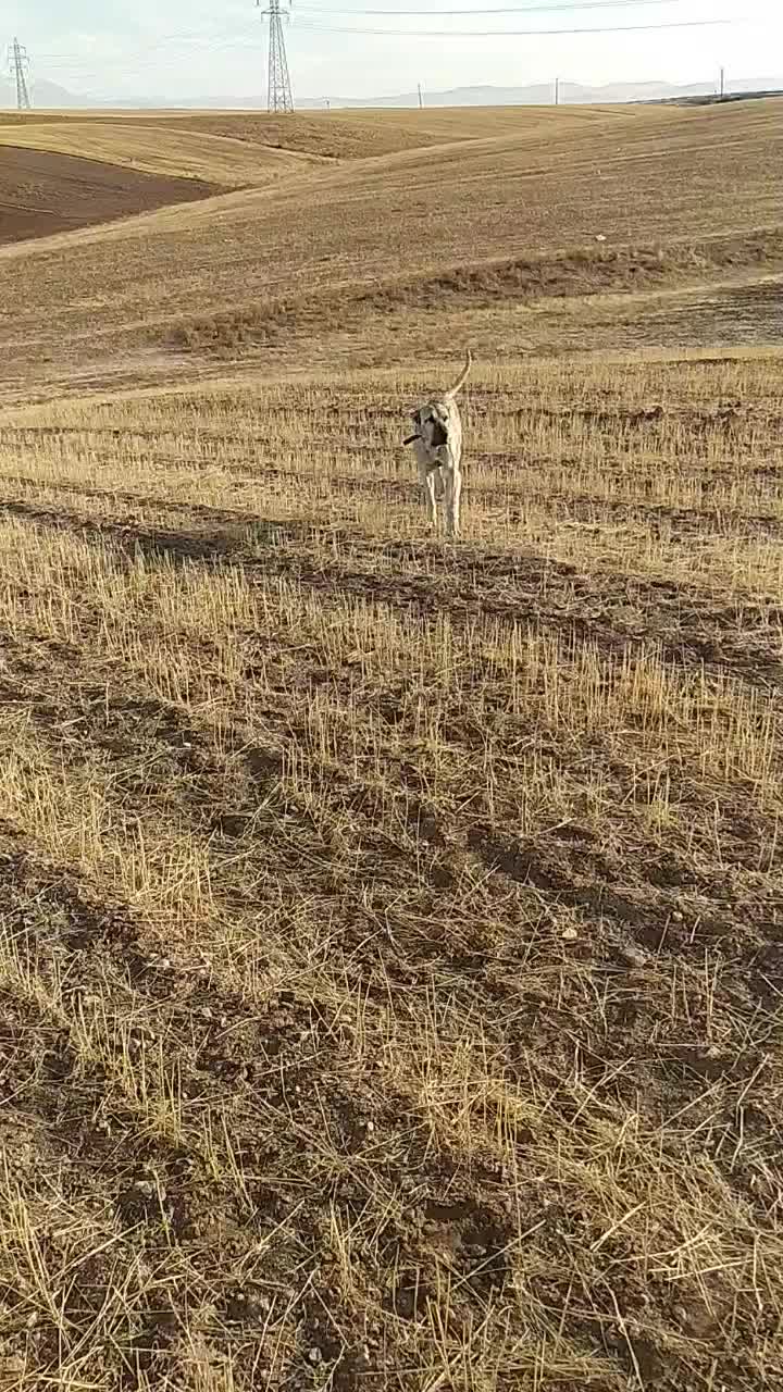 واگذاری سرابی ۳ساله همه چی به شرط|سگ|مهربان, |دیوار