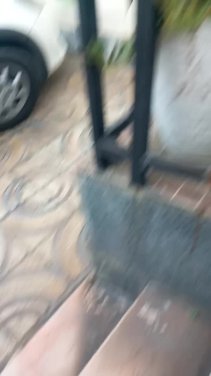 جوجه بزرگ شده سخن گو معاوضه با کفتر سفید کاکلی|پرنده|شیراز, حجت آباد|دیوار