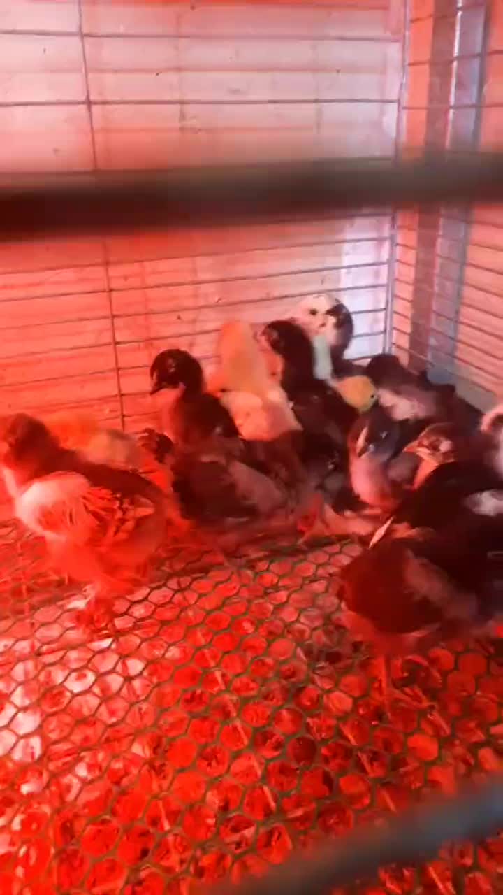 جوجه برهما، مرندی، لاری،گلین لری|حیوانات مزرعه|تهران, گیشا|دیوار