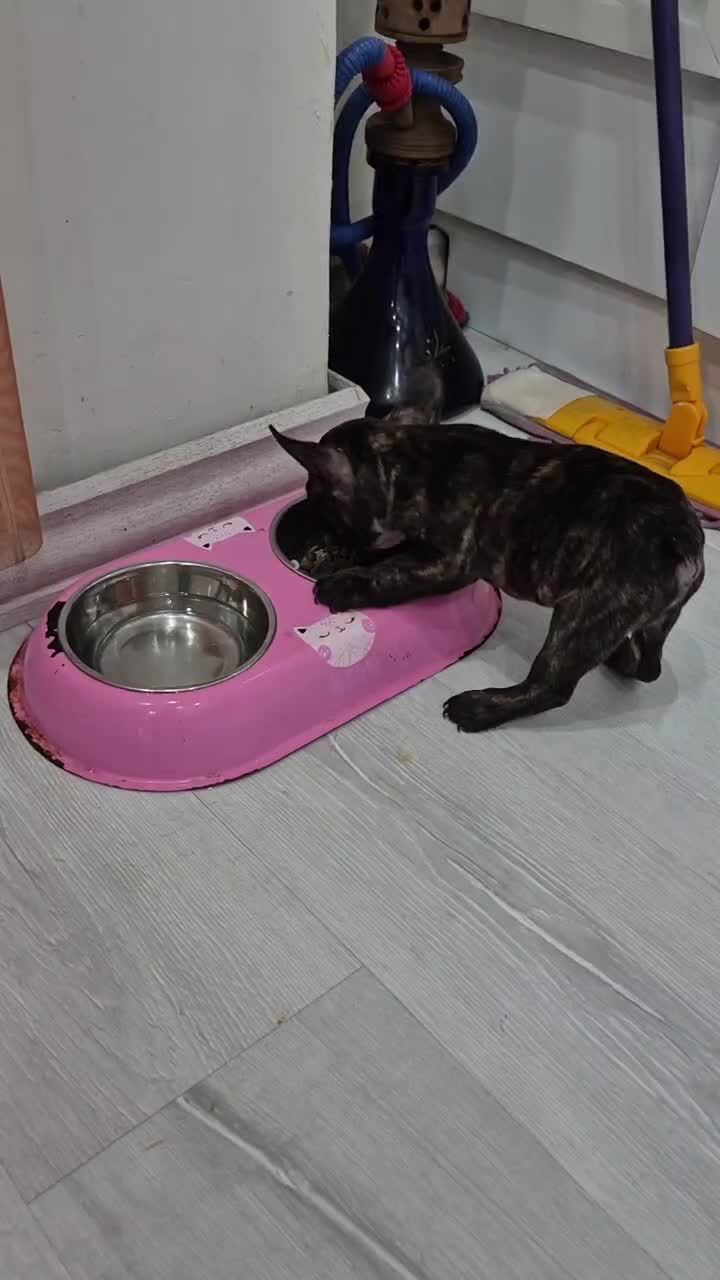 فرنچ بولداگ|سگ|لاهیجان, شیشه گران|دیوار