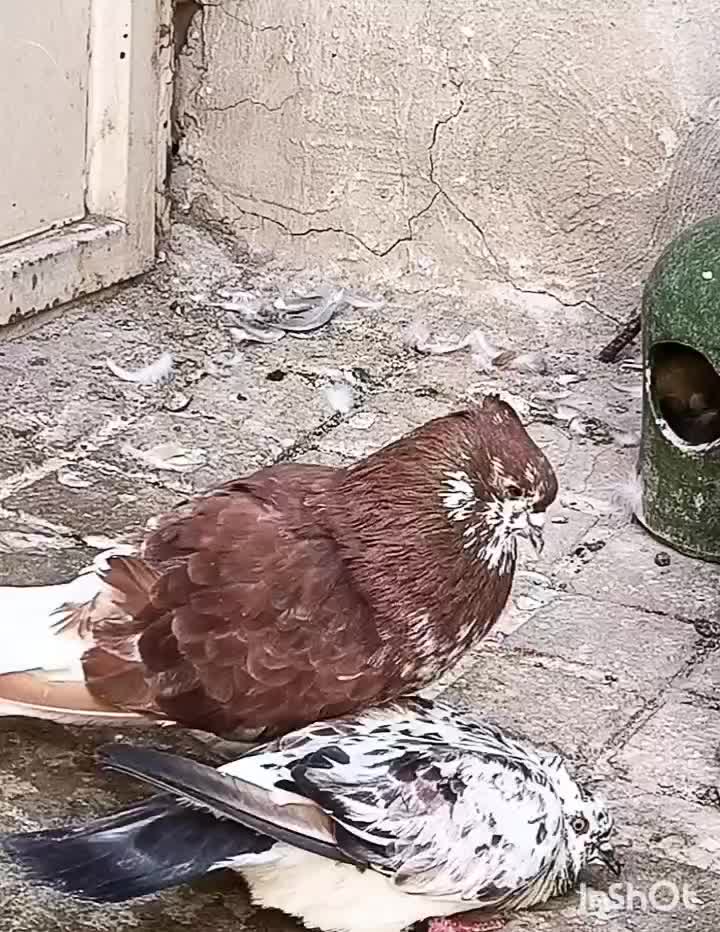 کفتر ۴جفت نرو ماده اصیل و جنس همه چی تموم|پرنده|تهران, وردآورد|دیوار