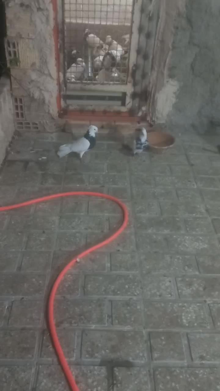 کبوتر طوقی|پرنده|محمدشهر, همایون ویلا|دیوار