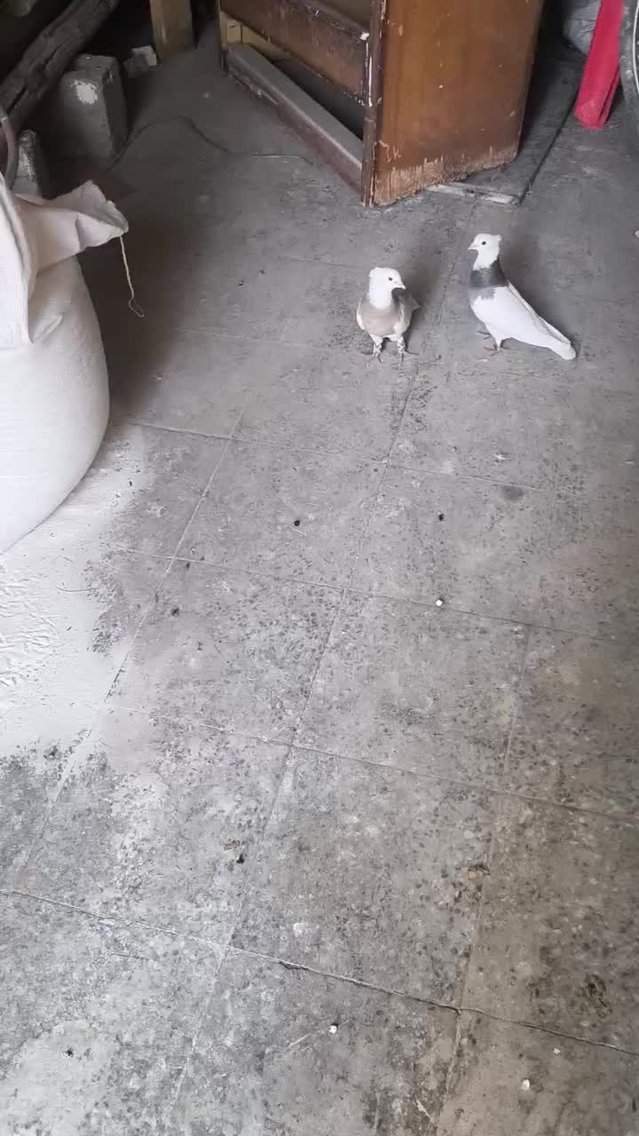 یک جفت طوقی بشرط تخم و جوجه با یک جفت جوجه|پرنده|مبارکه, |دیوار