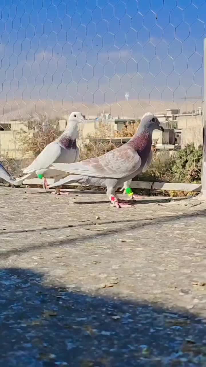 دسته پیازی ۴ تا|پرنده|شیراز, کرونی(خاتونک)|دیوار