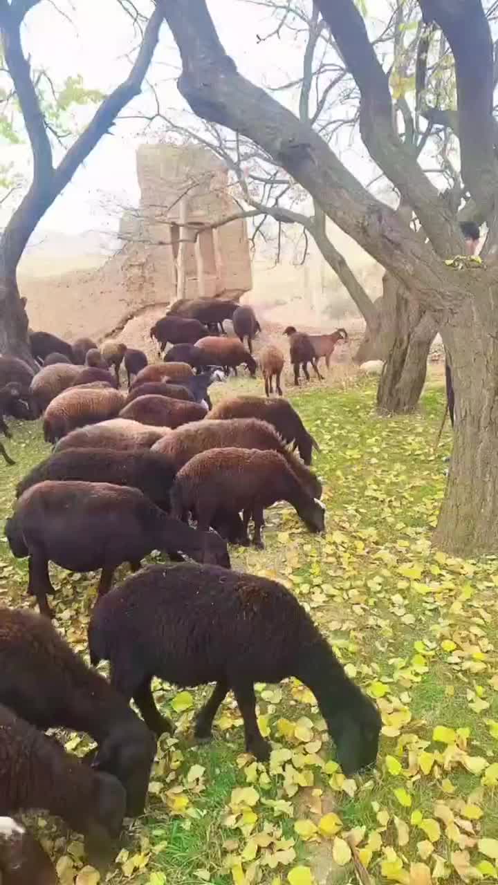 گوسفند|حیوانات مزرعه|ماهنشان, |دیوار