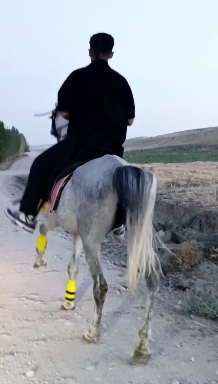 اسب|اسب و تجهیزات اسب‌سواری|شاهین دژ, |دیوار
