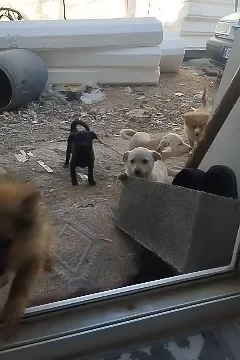 سگ پامرین|سگ|بیستون, |دیوار