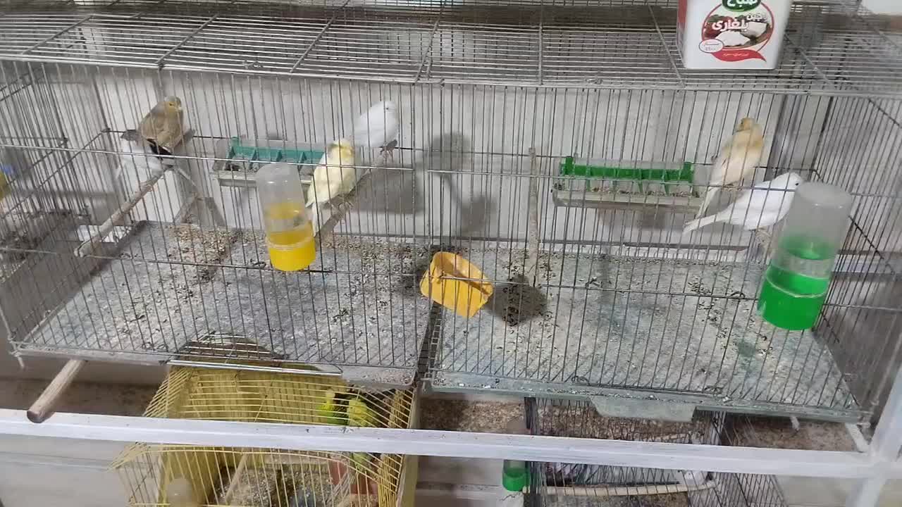 قناری ماده|پرنده|بافق, |دیوار